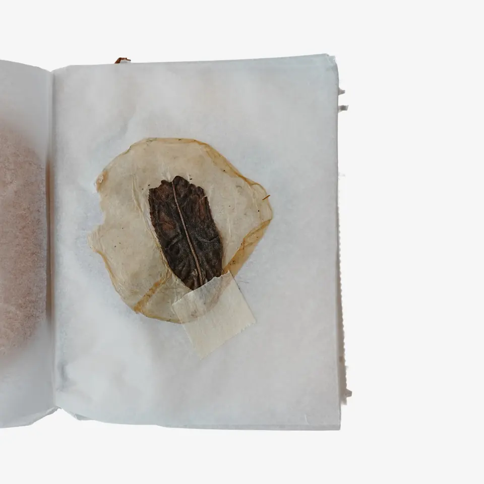 A booklet page with a dark tea leaf set into a translucent tan film.