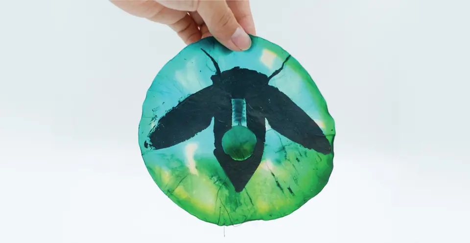 Kombucha cellulose disc with a painted graphite cicada.